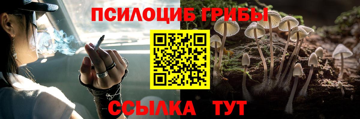 Псилоцибиновые грибы Psilocybe Шахты